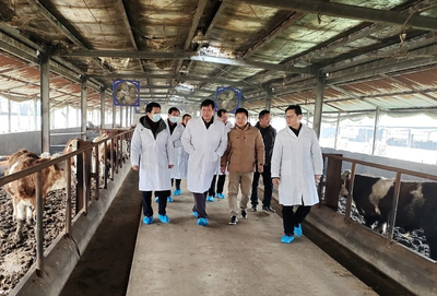 “鄂”牛出山記 跨越三省七市的品質(zhì)之旅，湖北農(nóng)發(fā)牛肉香飄粵港澳大灣區(qū)