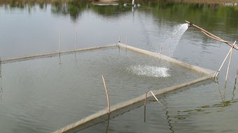 宜良縣強(qiáng)化漁業(yè)指導(dǎo)顯成效 今年魚苗魚種長勢(shì)喜人